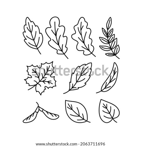 Doodle-an icon of the leaves of different trees. Contour image of fallen leaves of oak, maple, elm, birch, rowan, willow. black drawing of plants for stickers, decor, postcard. Vector clipart of plan