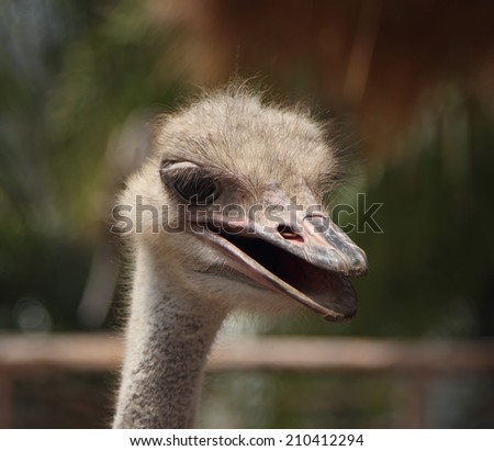 Ostrich head with open mouth large
