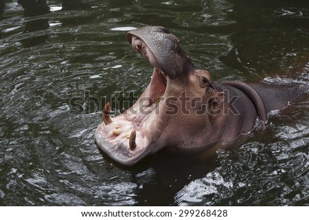 hippo\'s mouth opened wide while in the water