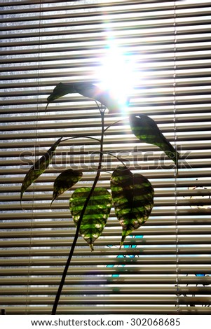 potted plant on the background of blinds and sun