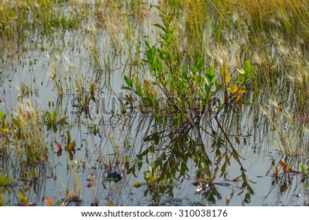shrub small tree in the water in the grass