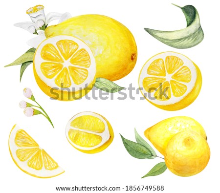  Hand painted Lemon set . Watercolor whole lemons, halfs lemon, lemon wedges, lemon
 leaves and flowers