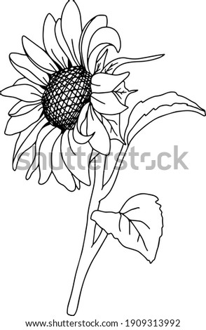 Free Free 95 Outline Free Sunflower Clipart SVG PNG EPS DXF File