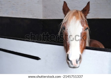 Foto Bild Reiter zählt Rinder aus einer zuvor zusammengetrieben Herde