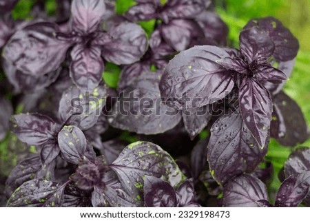 Similar – Image, Stock Photo photo of basil growing in a pot near a window