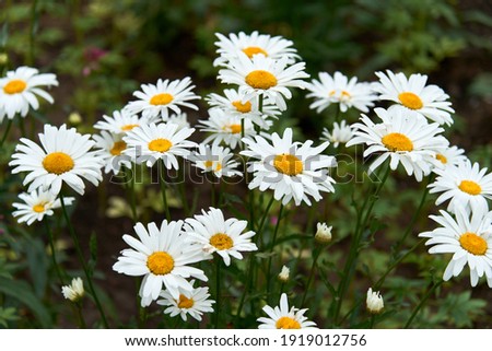 White beautiful daisies on a field in green grass in summer. Oxeye daisy, Leucanthemum vulgare, Daisies, Dox-eye, Common daisy, Dog daisy, Moon daisy. Gardening concept