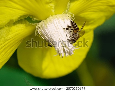 Similar – Image, Stock Photo A small ant visits her friend the cornflower, which will soon bloom in a beautiful cornflower blue