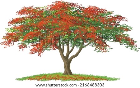 Flamboyant tree in bloom vector illustration isolated on white background Foto stock © 