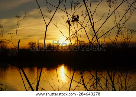 The sun sets behind silhouetted, thin branches that screen the inlet and grassy embankment.