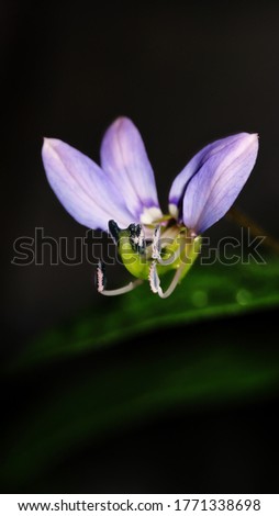 Similar – Image, Stock Photo Ciliated plant Plant Small