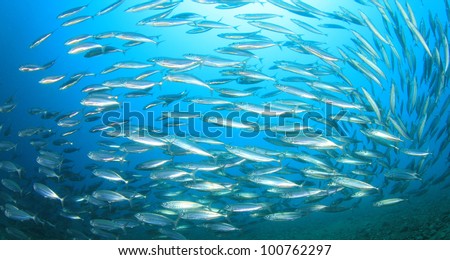 School of Mackerel Fish in the Ocean
