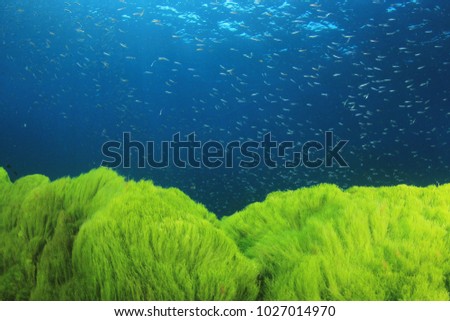 Green Algae