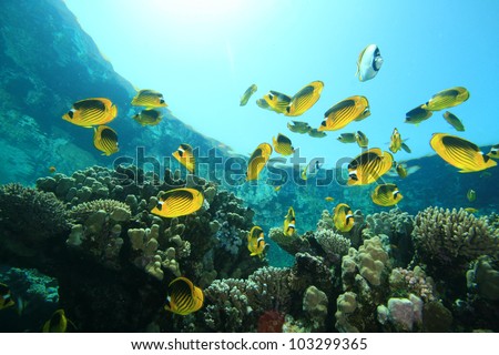 Shoal of Fish: Butterflyfish on Coral Reef in the Red Sea