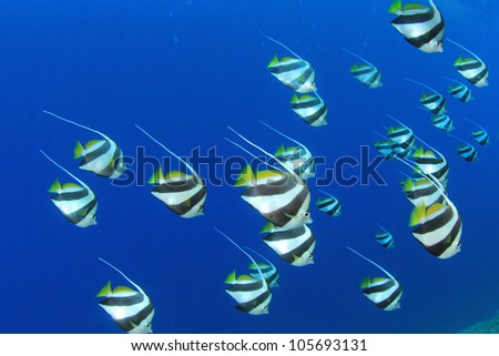 Tropical Fish in the Ocean: Schooling Bannerfish in the Red Sea