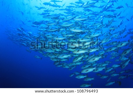 Huge School of Bohar Snapper fish at Shark Reef in the Red Sea
