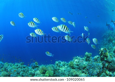 Sergeant Major Fishes on coral reef in the ocean