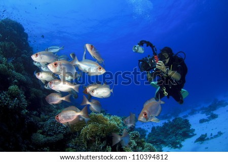 Female Scuba Diver takes Underwater Photographs of School of Fish on coral reef