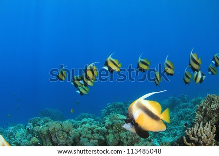 School of Tropical Fish: Red Sea Bannerfish