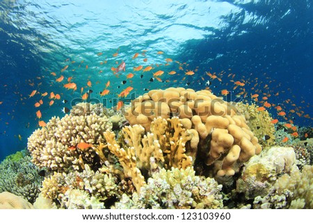 Beautiful Coral Reef and Tropical Fish in ocean