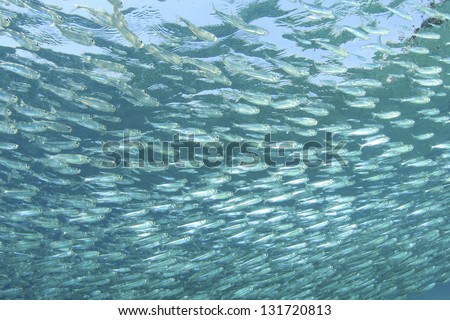 Underwater Fish Fry Background