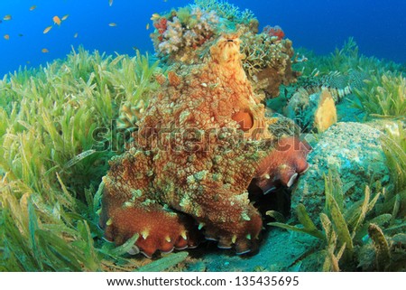 Reef Octopus underwater