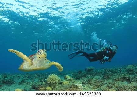 Hawksbill Sea Turtle and Scuba diver