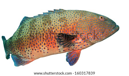 Red Sea Coral Grouper isolated on white background