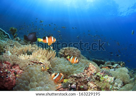 Anemones, Clownfish underwater on coral reef