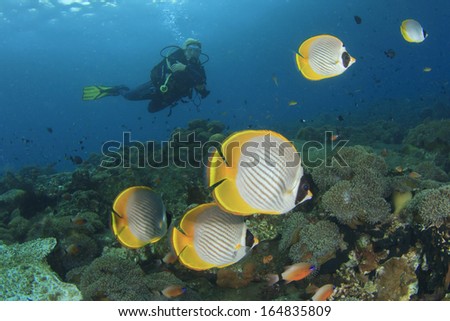 Tropical Fish (Butterflyfish) and female Scuba Diver exploring coral reef underwater