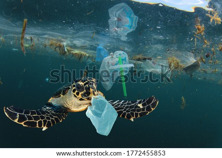 Environmental issue of plastic pollution problem. Sea Turtles can eat plastic bags mistaking them for jellyfish 