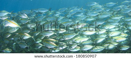 Fish Shoal in Ocean (Mackerels)