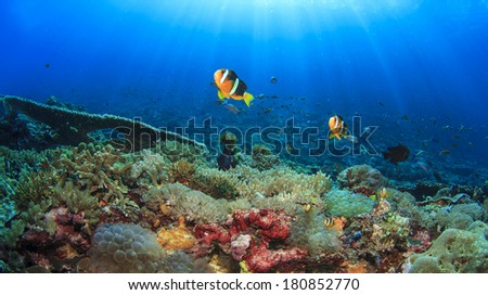 Underwater Coral Reef and Fish in Ocean
