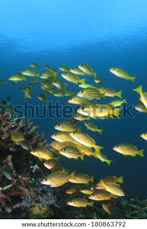 Shoal Yellow Snappers Fish in Ocean