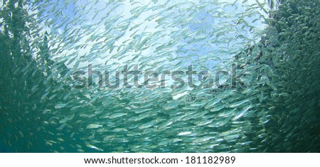 Underwater Sardine Fish fry