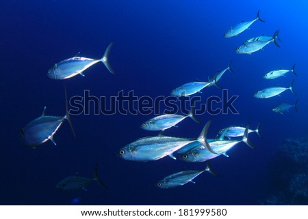 Tuna Fish in Ocean