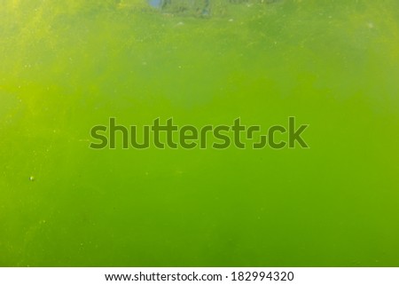 Algae Bloom Underwater due to Global Warming and Pollution