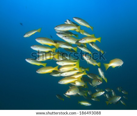 School of yellow fish: Bluelined Snappers