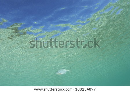 Underwater Ocean Background photo with fish