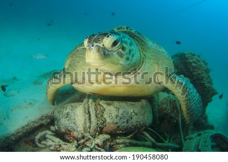 Environmental problem: Sea Turtle rests on underwater rubbish dump with old tyres and other garbage