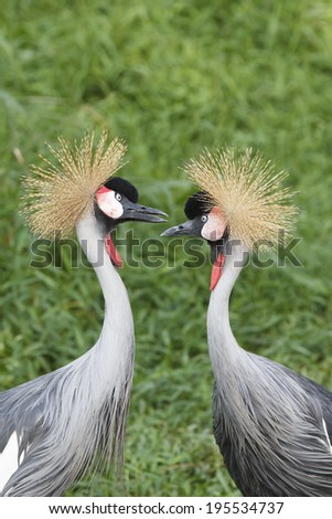 Pair of Crowned Cranes courting
