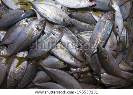 Fresh Tuna fish at seafood market