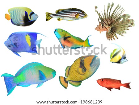 Tropical Reef Fish Collection isolated on white background