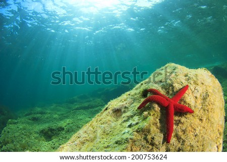 Underwater Reef in Mediterranean Sea with red Starfish
