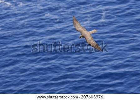 Eleonora\'s Falcon flying