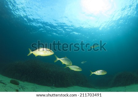 Underwater fish in ocean and sun