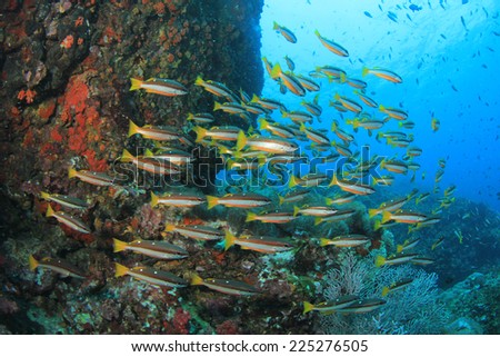 Coral and fish in ocean