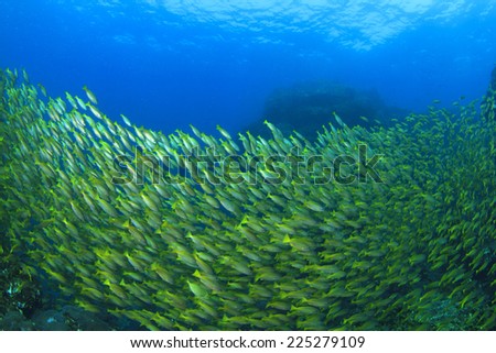 School of yellow Snapper fish on underwater ocean coral reef