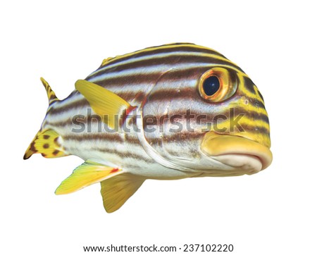 Tropical Fish isolated on white background: Oriental Sweetlips