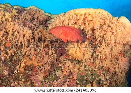 Coral Grouper fish on underwater ocean reef