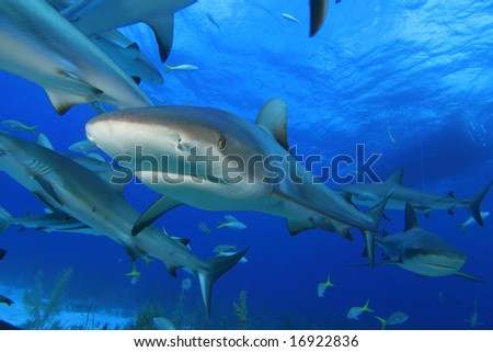Sharks with dive boat in background